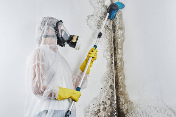 Best Attic Mold Removal  in Alamo, CA