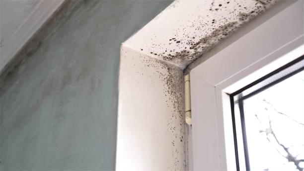 Best Local Mold Removal Service  in Alamo, CA