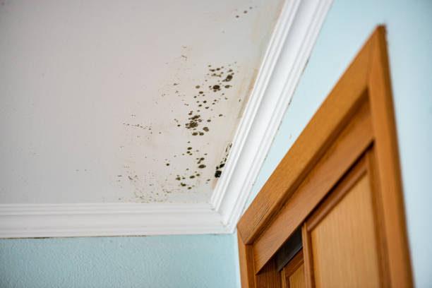 Trusted Alamo, CA Mold Removal Experts