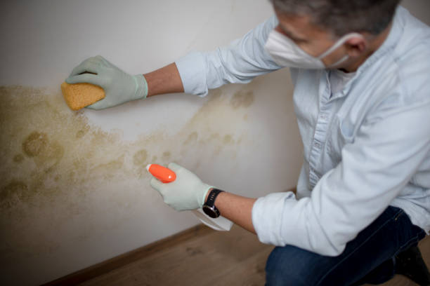 Crawl Space Mold Removal in Alamo, CA