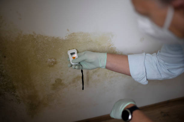 Best Mold Damage Repair  in Alamo, CA