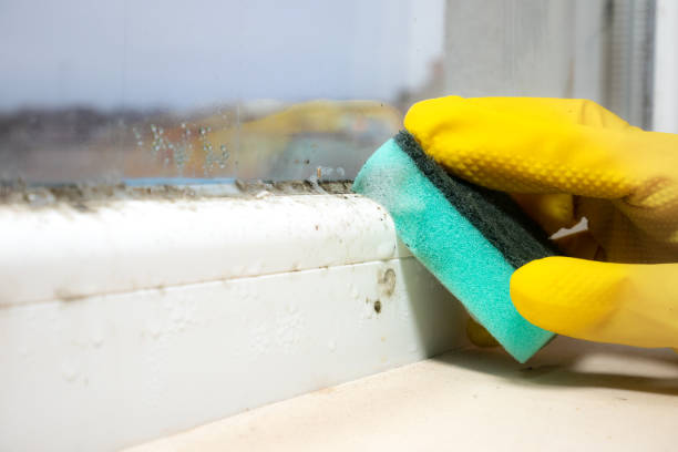 Best Residential Mold Removal  in Alamo, CA