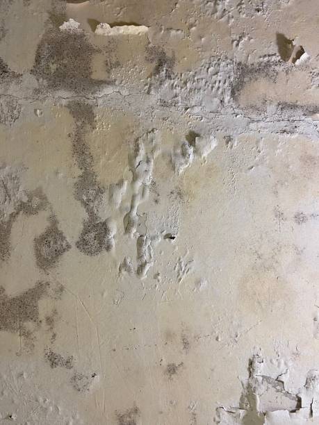 Best Crawl Space Mold Removal  in Alamo, CA