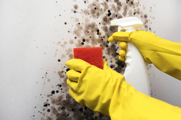 Best Home Mold Removal  in Alamo, CA