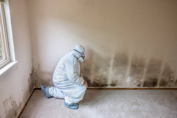 Best Crawl Space Mold Removal  in Alamo, CA