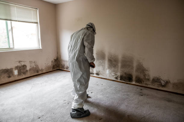 Best Emergency Mold Removal  in Alamo, CA