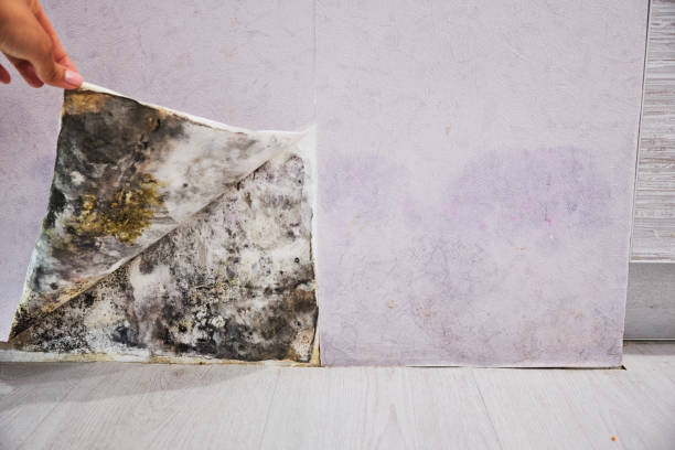  Alamo, CA Mold Removal Pros